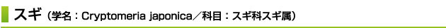 スギ