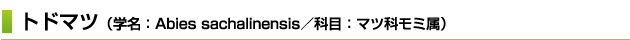 トドマツ